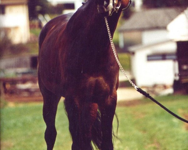 broodmare Glücksargentina (Bavarian, 1996, from La Rochelle G)