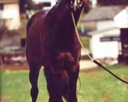 broodmare Glücksargentina (Bavarian, 1996, from La Rochelle G)