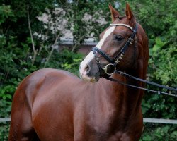 stallion Wagria Contigo (German Riding Pony, 1999, from Cap Cennedy N)