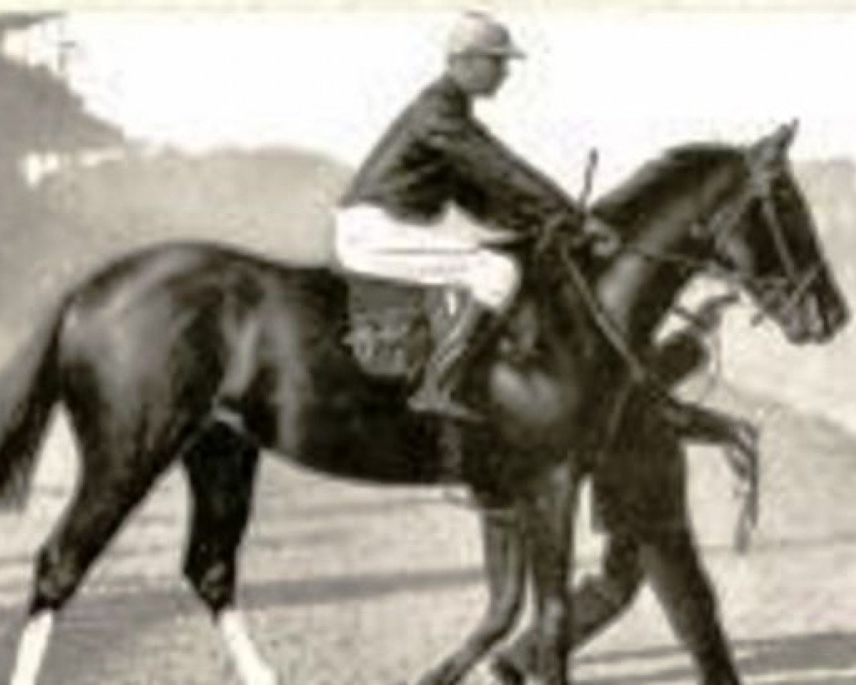 stallion Gouvernant xx (Thoroughbred, 1901, from Flying Fox xx)
