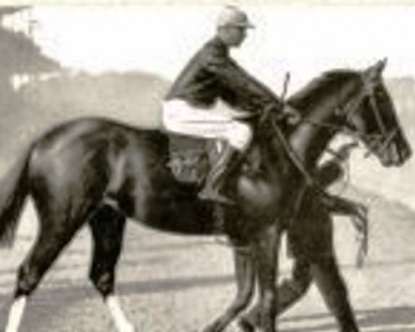 stallion Gouvernant xx (Thoroughbred, 1901, from Flying Fox xx)