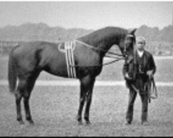 stallion St. Serf xx (Thoroughbred, 1887, from Saint Simon xx)