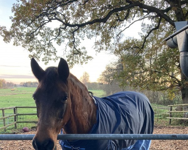 horse Lynet (German Riding Pony, 2000, from Oreon)