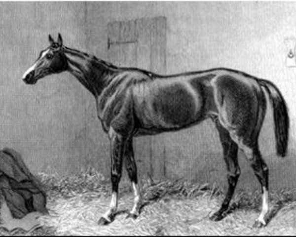 stallion Kettledrum xx (Thoroughbred, 1858, from Rataplan xx)