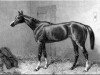 horse Kettledrum xx (Thoroughbred, 1858, from Rataplan xx)