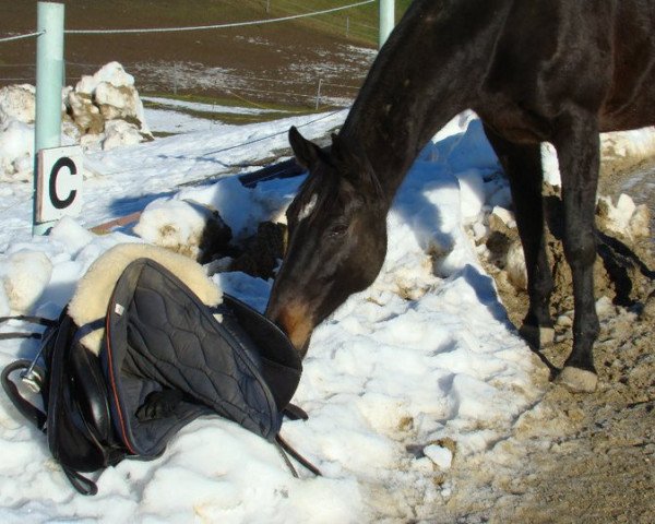 broodmare Waytheah (Bavarian,  , from Heraldik xx)