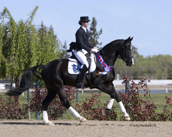 dressage horse Sir Rocco (Westphalian, 2005, from Sir Bedo)