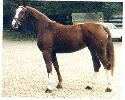 broodmare Rebecca (Westphalian, 1978, from Rigoletto)