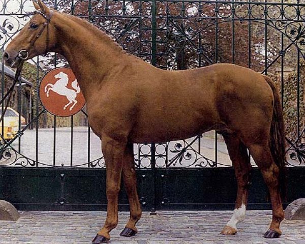 stallion Damenstolz (Hanoverian, 1979, from Damhirsch)