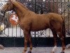 stallion Damenstolz (Hanoverian, 1979, from Damhirsch)