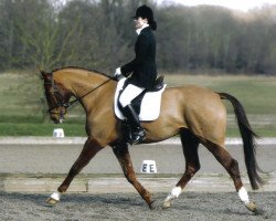 dressage horse Fahrenheit (Westphalian, 2003, from Feinsinn)