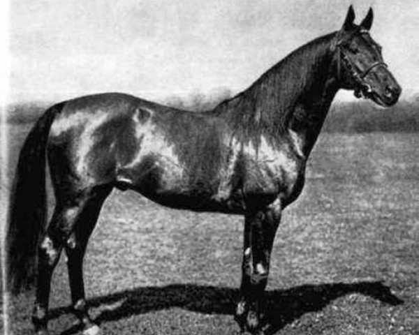 stallion Festino xx (Thoroughbred, 1902, from Ayrshire xx)