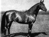 stallion Festino xx (Thoroughbred, 1902, from Ayrshire xx)
