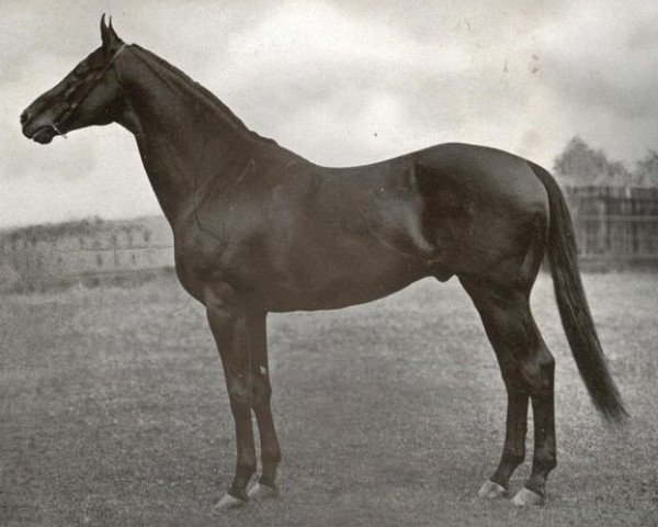 stallion Pergolese xx (Thoroughbred, 1914, from Festino xx)