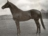 stallion Pergolese xx (Thoroughbred, 1914, from Festino xx)