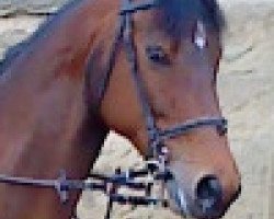 broodmare Loona (Brandenburg, 2002, from Landrebell)