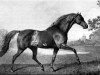 stallion Volunteer xx (Thoroughbred, 1780, from Eclipse xx)