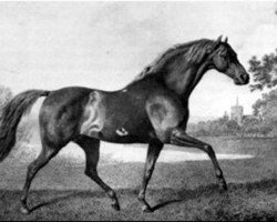 stallion Volunteer xx (Thoroughbred, 1780, from Eclipse xx)