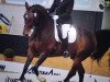 dressage horse Fulton 3 (Westphalian, 2000, from Florestan I)