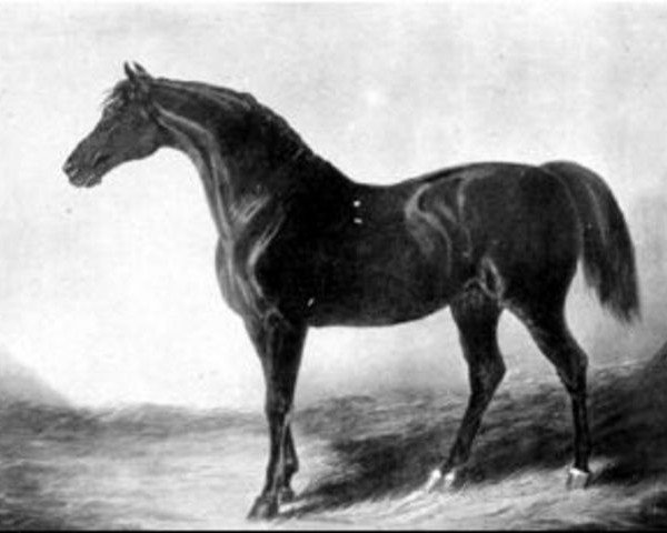 stallion Catton xx (Thoroughbred, 1809, from Golumpus xx)