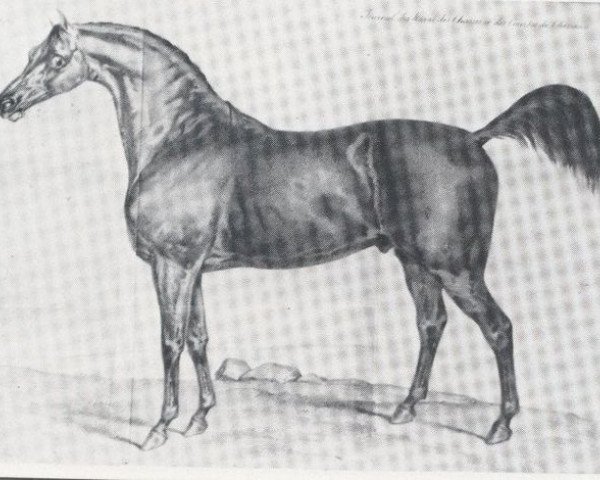 stallion Royal Oak xx (Thoroughbred, 1823, from Catton xx)