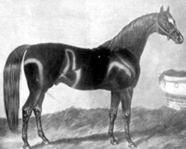 stallion Slane xx (Thoroughbred, 1833, from Royal Oak xx)