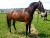 broodmare Melody (Trakehner, 2006, from Epernay)