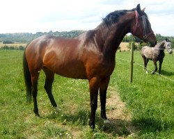 broodmare Melody (Trakehner, 2006, from Epernay)