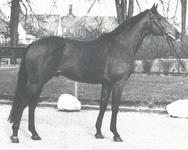Pferd Angelo xx (Englisches Vollblut, 1962, von Oliveri xx)