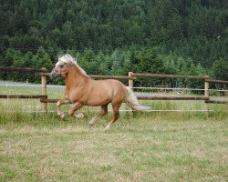 horse No Jackass (Haflinger, 2000, from Neid I (9,375% ox))