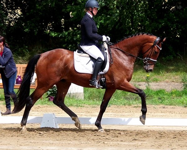 dressage horse Vapiano 18 (German Sport Horse, 2019, from Vitalis)