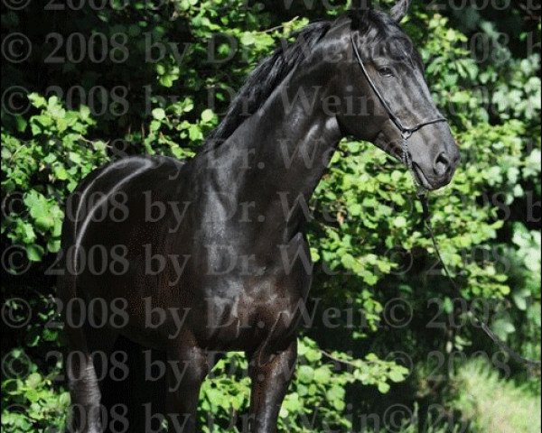 dressage horse Roi de Coeur 3 (Mecklenburg, 2002, from Royal Olymp 142 FIN)