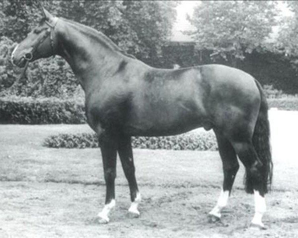 horse Romadour II (Westphalian, 1969, from Romulus I)