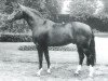 horse Romadour II (Westphalian, 1969, from Romulus I)