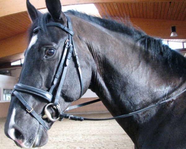 Pferd Ghoost (Hannoveraner, 2001)