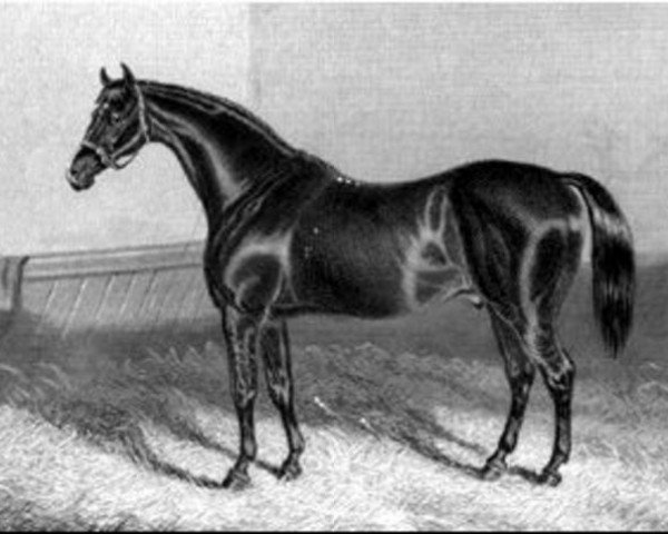 stallion The Prime Minister xx (Thoroughbred, 1848, from Melbourne xx)