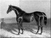 stallion The Prime Minister xx (Thoroughbred, 1848, from Melbourne xx)