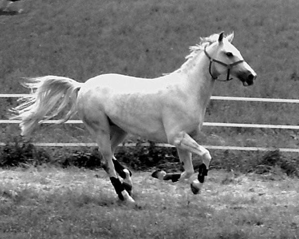 Pferd Aliah AA (Anglo-Araber, 1996, von Hill Diamond N AA)