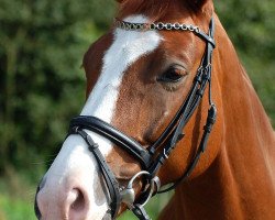 dressage horse Happy moment (Saxony-Anhaltiner, 2002, from Hudson)