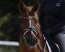 dressage horse Olafsson (German Riding Pony, 2016, from High Flow's Oxford)