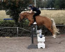 dressage horse Bahira (Haflinger, 2014)