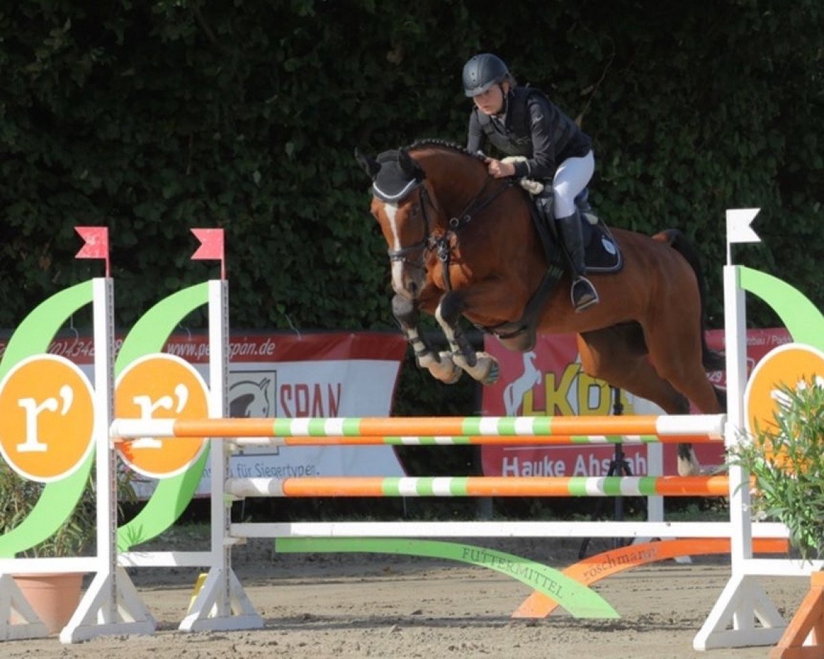 jumper Quantico F (Hanoverian, 2016, from Qualito)