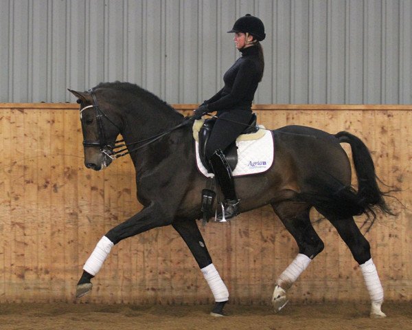 stallion Figaro R (Hanoverian, 2001, from Friendship)