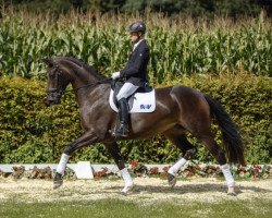 dressage horse Lafita Laila (Westfale, 2013, from Lemony's Nicket)