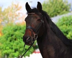 dressage horse Casahlanca (Oldenburg, 2007, from Chico's Boy)