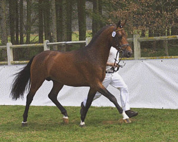 stallion Topnatrejo (German Riding Pony, 2000, from Nantano)