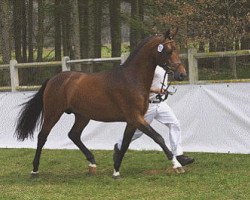 Deckhengst Topnatrejo (Deutsches Reitpony, 2000, von Nantano)