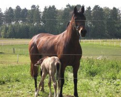 broodmare Metaxa (German Riding Pony, 1993, from Mylord)