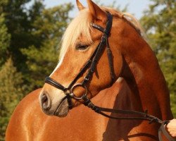 dressage horse Darlino (German Riding Pony, 2007, from Dein Sunnyboy)