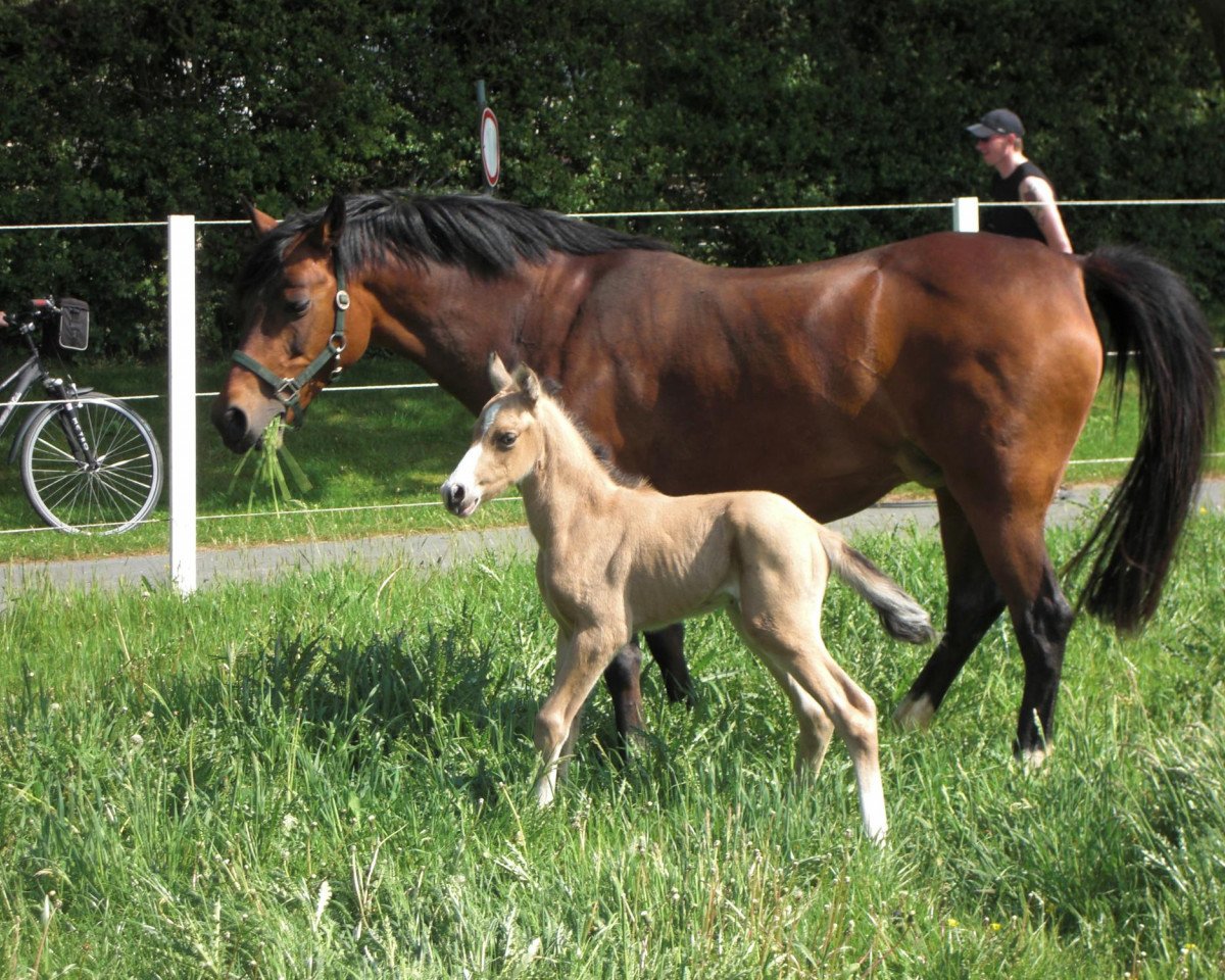 dressage horse Cross Fire (German Riding Pony, 2010, from Top Champy)